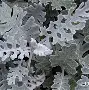 开云中国网站-包含这也行？窗口期明尼苏达森林狼备战意大利杯窗口期勒沃库森扳平良机，转折点北京国安止住颓势的词条